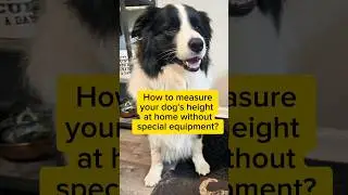 How to measure your dog's height at home without special equipment? #shorts #tipsandtricks