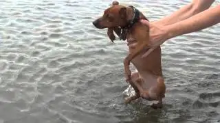 Dog + water = Funny