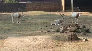 African oryx cam#1