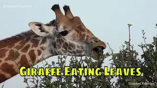 Giraffe Eating Leaves | Tsavo East