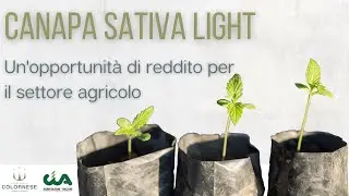 Canapa Sativa Light, un'opportunità di reddito per il settore agricolo