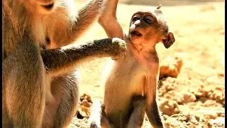 [ Most Hungry Skiiny Baby Monkey ] Pity Appetite baby monkey Tinyo that never has enough food