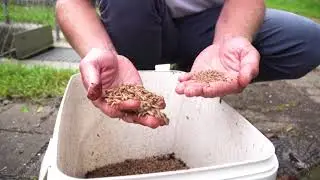 Nachhaltige Insektenproduktion zur Erzeugung von regionalem Proteinfutter