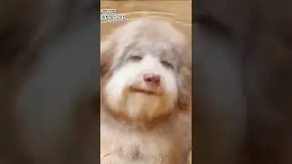 dog sings waiting for love #shorts