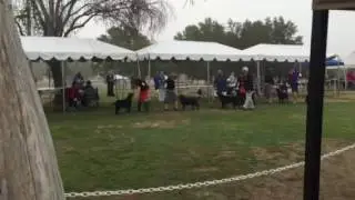 Labrador Retriever Club National Specialty 2016