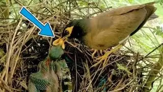 Maina's last child is left and she is feeding it well #birds #nature #video #like 