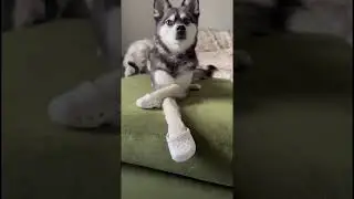SASSY Mini Husky Models Doggy Crocs