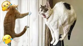 You Laugh You Lose 😄 The Best Funniest Cats and Dogs Moments Compilation 2026 🐾 Part 17