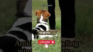 Steadfast Spirit: Dogs' Unwavering Grace #shorts # #dog #quotes #coping #death #memorial   #dogloss