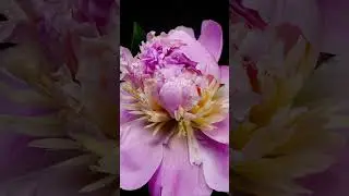 Pink Peony Blooms | Time Lapse Close Up | Witness the Beauty Unfold #4k #nature #timelapse #flowers