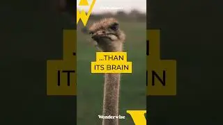 Big eyes, small brain 🧠#shorts #ostrich #animalfacts #farmanimal