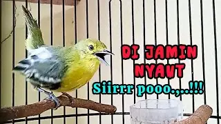 Suara Sirtu Gacor memanggil lawan!.. Pancingan sirtu variasi bikin sirtu/sirpu nyaut