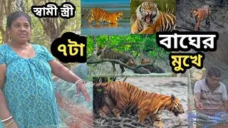 রয়েল বেঙ্গল টাইগার ছয় জনের সামনে ভয়ংকর আক্রমণ করল।সুন্দরবন।Tiger attack in Sundarban forest