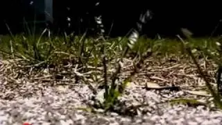 When to Request a Termite Inspection - Orkin Pest Control