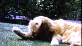 Dog & Cats, Super 8 Single Frame Telecine Machine Test.