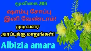 உசில மரம்|அரப்பு மரம்| ஊஞ்சல் மரம்| கருவாகை|Arappu tree|Albizia amara|Alasal|அலசல்