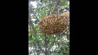 toca numa caixa de marimbondo