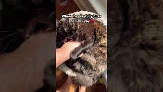 She is precious #cat #sad #cats #kitten #catvideos #funny #catmeme #cute #cutecat #pets #aww #kitty