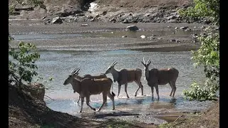 Large Herd Eland Mashatu Nov 2025