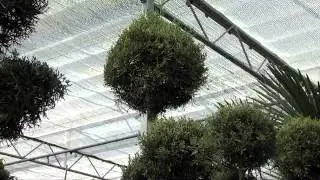 Plantencentrum Siebengewald