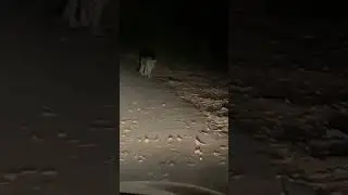 Leopard 🐆 Mumbai Aarey colony king #leopard Barkat hashmi