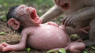 Daily Baby Monkey Live Stream&mdash;Cutest Show on YouTube!