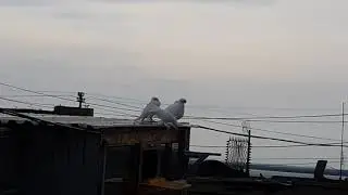 двухчубый пескун гребун