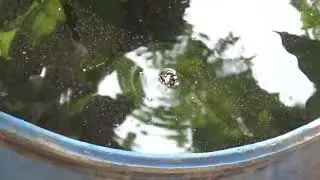 Drowning BEE swims to safety
