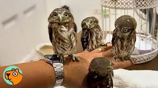 Man Becomes &ldquo;Mom&rdquo; To Baby Owls He Found In His Vent | Cuddle Buddies