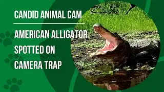 What is an American alligator? | Candid Animal Cam