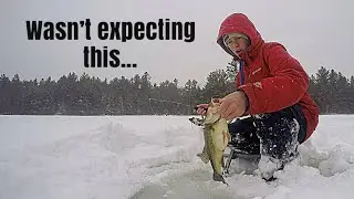 Surprise Visitor At a Small Backwoods Lake