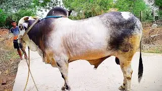 ONGOLE BULL - KANURU RACE WINNER 2021