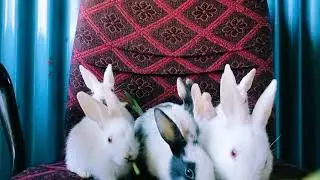#Cuteness #Overload: #Moments That Will Make You #Smile#rabbit #bunny #love #shortsfeed @Bunny-Care 