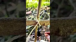Genius, Knot idea.✅💯🙏#shorts #knotting #knot #knottips #ropetrick #rope