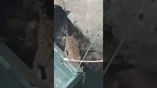 Panther rescue #mpforest #mpforestdepartment #wildlife