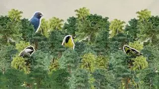 Why Birds Matter?