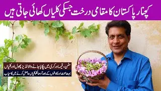 We Harvested some Kachnar in Islamabad | Kachnar Native Tree of Pakistan
