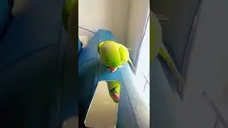 Parrot sound # self love 🥰