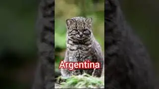 KODKOD &mdash; The Smallest Wild Cat in the Americas  kodkod #gui&ntilde;a #wildcats  #animal