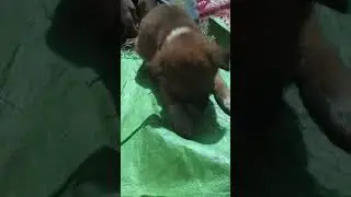 Save dog like share and subscribe #song #bollywood #arijitsingh #music #newsong