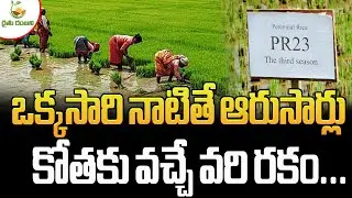 A type of rice that can be harvested six times after planting once... | TeluguAgriculture | raitu...