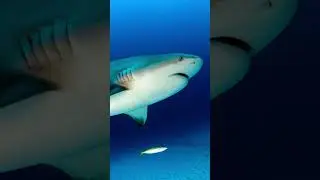 Bullenhaie k&ouml;nnen monatelang im S&uuml;&szlig;wasser leben🦈#Haie#SharkFacts#WusstestDu#Tierfakten#Meer#Shorts