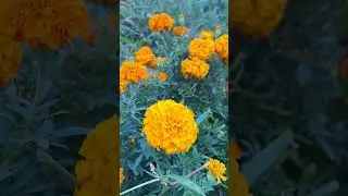 Ep2. A Burst of Color🌸🏵️Beautiful Flower #Shorts #Moments #Flowers #Nature #Orange