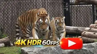🐯 Tigress Mila Waving Goodbye 🐒🦒🐫🦘 to the Toronto Zoo 2023 (4K HDR)
