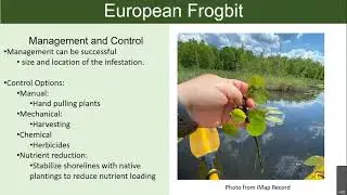Identifying European Frog-bit (Hydrocharis morsus-ranae)