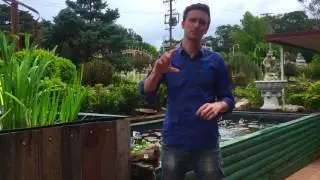 How to stop birds from eating your fish