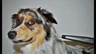 Cold plasma for every small animal practice: PetCellpen&reg;, medical plasma source
