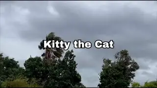 Kitty&rsquo;s New Year&rsquo;s Day 2026 (Not a great start) 