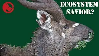 The Mountain Nyala of Ethiopia: Can a Single Species Save an Entire Ecosystem?
