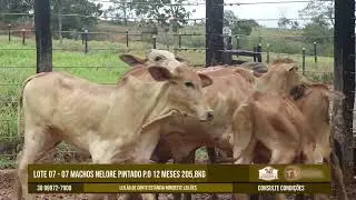LOTE 07 &ndash; 07 MACHOS nelore pintado p o 12 MESES 205,8kg